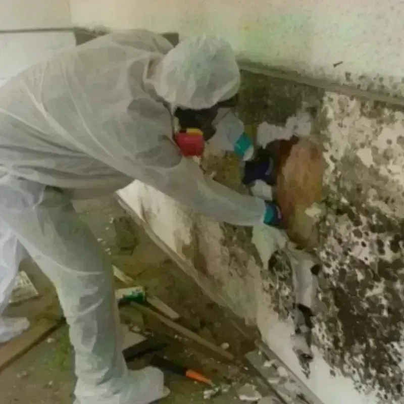 Mold Remediation and Removal in Jefferson County, AR